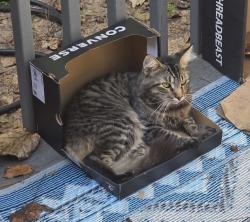 Lost Male Cat last seen Es road cumming ga, Cumming, GA 30041