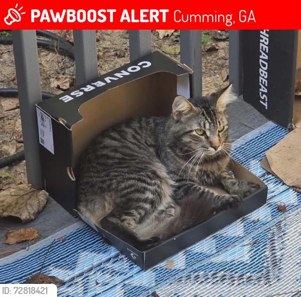 Lost Male Cat last seen Es road cumming ga, Cumming, GA 30041