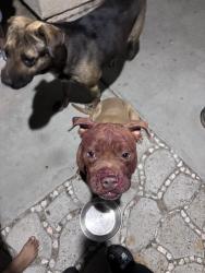 Found/Stray Male Dog last seen In my yard , Desert Hot Springs, CA 92240