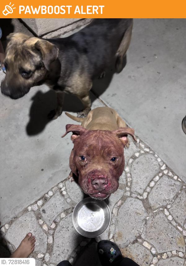Found/Stray Male Dog last seen In my yard , Desert Hot Springs, CA 92240
