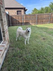 Lost Male Dog last seen by monitor blvd, Forney, TX 75126