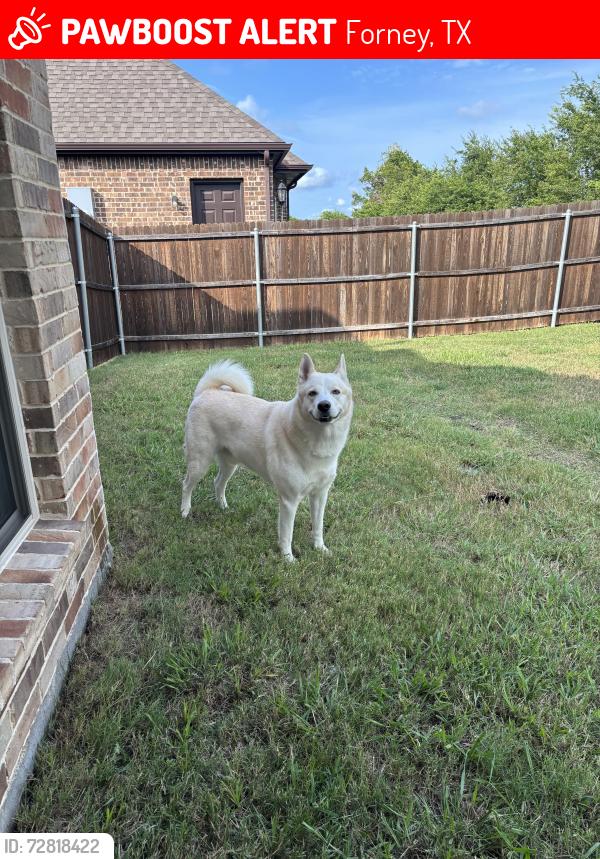 Lost Male Dog last seen by monitor blvd, Forney, TX 75126