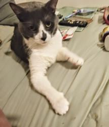 Lost Male Cat last seen Mercy Fitzgerald hosp -Lansdowne Ave, Darby, PA 19023