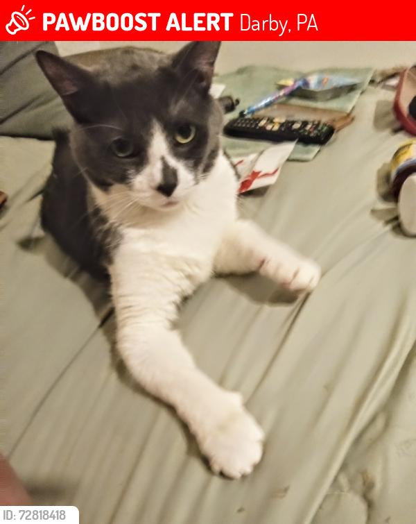 Lost Male Cat last seen Mercy Fitzgerald hosp -Lansdowne Ave, Darby, PA 19023