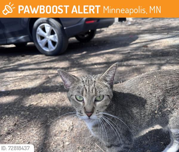 Found/Stray Unknown Cat last seen Lost cat found in south Minneapolis near Emerson and Bryant by 24th , Minneapolis, MN 55402