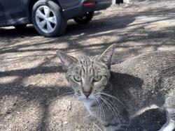 Found/Stray Unknown Cat last seen Lost cat found in south Minneapolis near Emerson and Bryant by 24th , Minneapolis, MN 55402