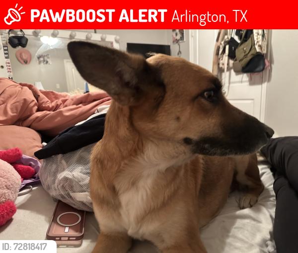 Lost Female Dog last seen Near e Mitc st , Arlington, TX 76010