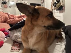 Lost Female Dog last seen Near e Mitc st , Arlington, TX 76010