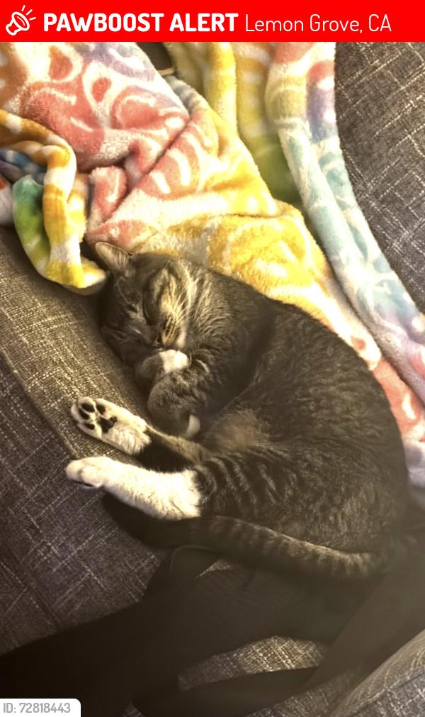 Lost Male Cat last seen Rondevoo rd, Lemon Grove, CA 91945