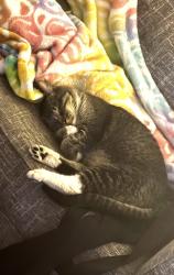 Lost Male Cat last seen Rondevoo rd, Lemon Grove, CA 91945