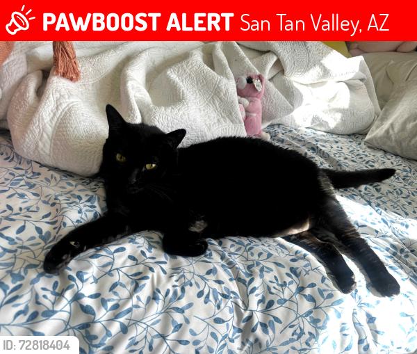 Lost Female Cat last seen bella vista and hunt highway, San Tan Valley, AZ 85143