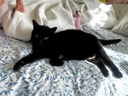 Lost Female Cat last seen bella vista and hunt highway, San Tan Valley, AZ 85143