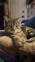 Lost Male Cat last seen near florence middle school, Florence, MS 39073