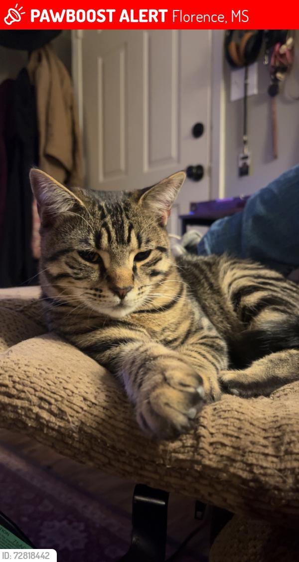 Lost Male Cat last seen near florence middle school, Florence, MS 39073