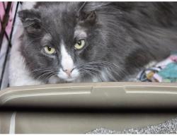 Found/Stray Male Cat last seen Ladiesburg Rd and Shepherds Mill Rd, Union Bridge, MD 21791