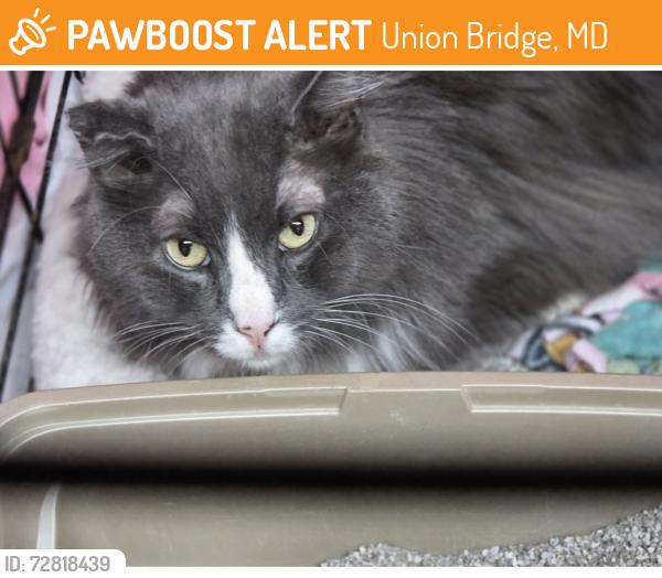 Found/Stray Male Cat last seen Ladiesburg Rd and Shepherds Mill Rd, Union Bridge, MD 21791