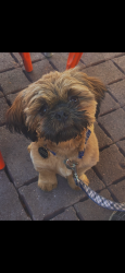 Lost Male Dog last seen Near Glendale Heroes Regional Park, Glendale, AZ 85303