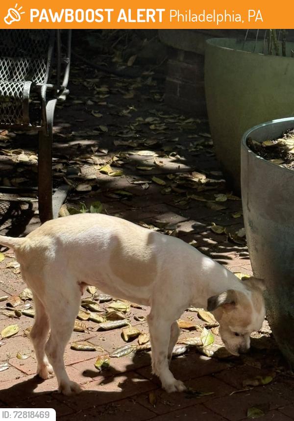 Found/Stray Unknown Dog last seen MLK Drive near East Falls Bridge, Philadelphia, PA 19121
