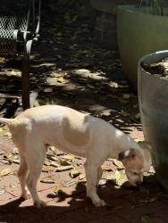 Found/Stray Unknown Dog last seen MLK Drive near East Falls Bridge, Philadelphia, PA 19121