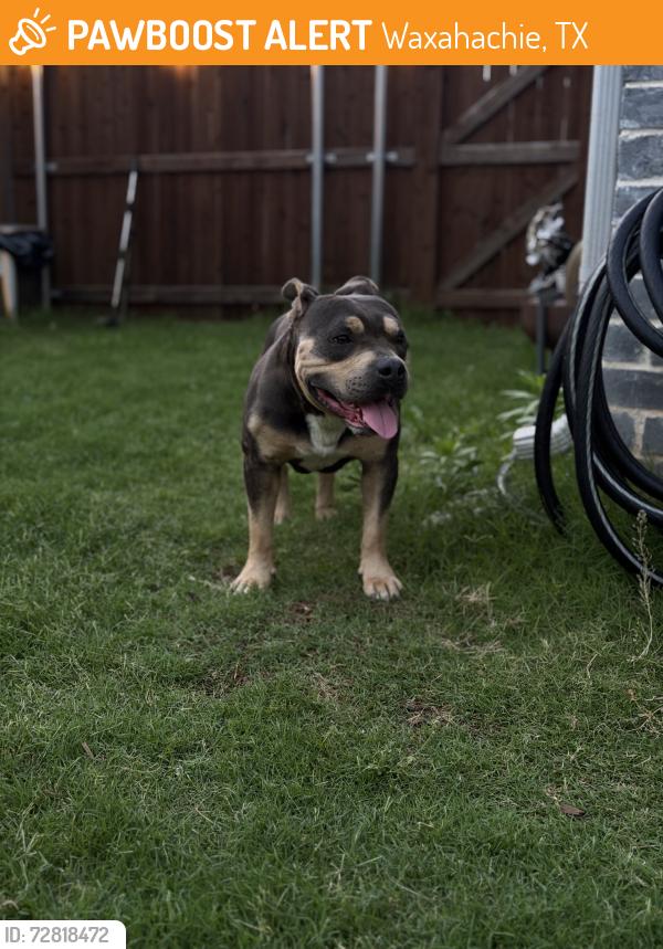 Found/Stray Male Dog last seen Max Simpson elementary, Waxahachie, TX 75165