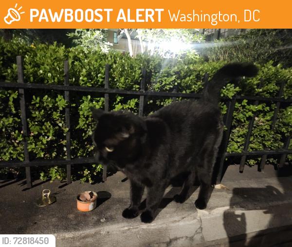 Found/Stray Female Cat last seen 19th and R St NW, Washington, DC 20009