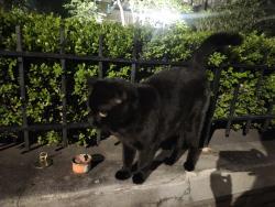 Found/Stray Female Cat last seen 19th and R St NW, Washington, DC 20009