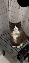 Lost Male Cat last seen  Ear 1071, Mesa, AZ 85207