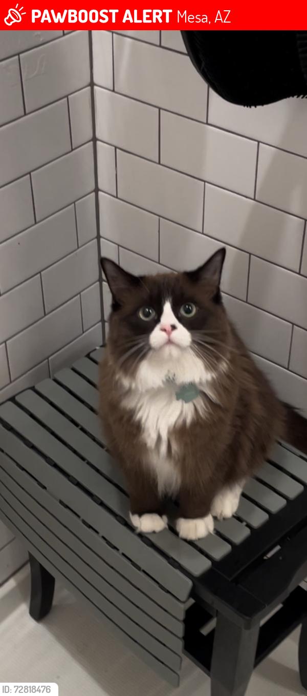 Lost Male Cat last seen  Ear 1071, Mesa, AZ 85207