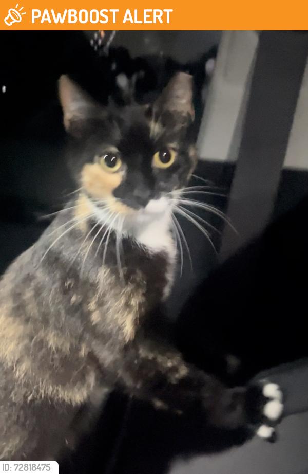 Found/Stray Unknown Cat last seen Winding Waters Nature Preserve, West Palm Beach, FL 33405