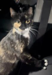 Found/Stray Unknown Cat last seen Winding Waters Nature Preserve, West Palm Beach, FL 33405
