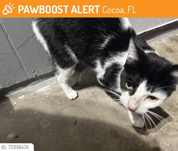 Found/Stray Unknown Cat last seen La Marche dr, Cocoa, FL 32926