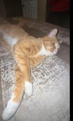 Lost Male Cat last seen Northfork ter , High Point, NC 27265