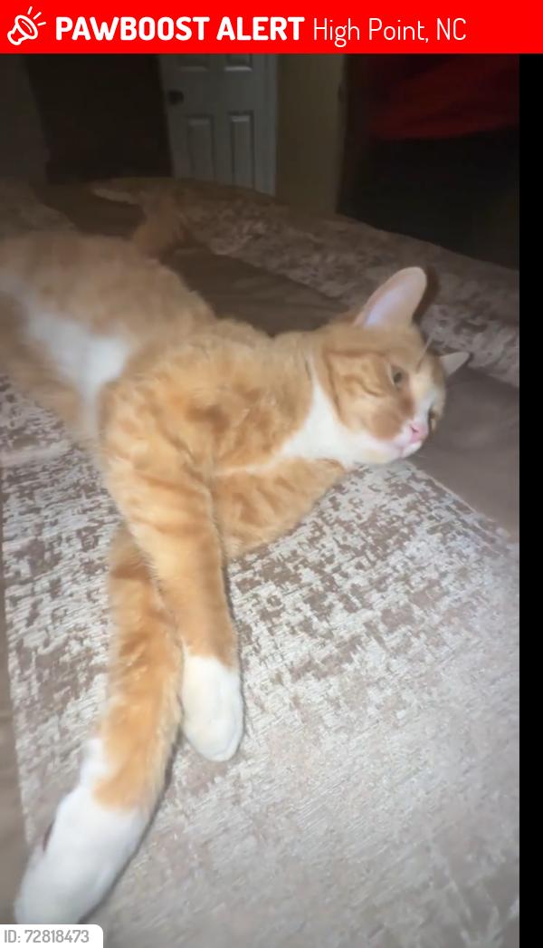 Lost Male Cat last seen Northfork ter , High Point, NC 27265
