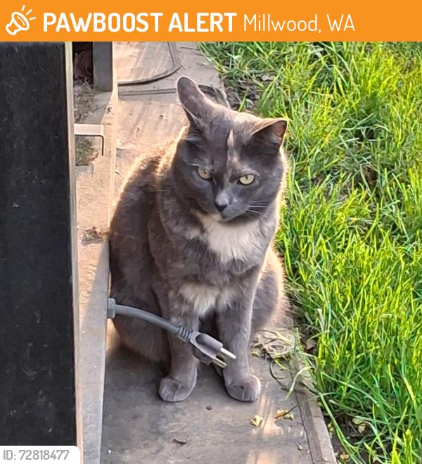 Found/Stray Female Cat last seen Bridgeport and Marguerite in Millwood, Millwood, WA 99212