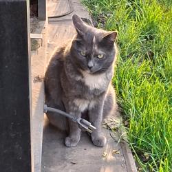 Found/Stray Female Cat last seen Bridgeport and Marguerite in Millwood, Millwood, WA 99212