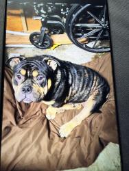 Lost Male Dog last seen Spenwick and ridgeview dr, Houston, TX 77055