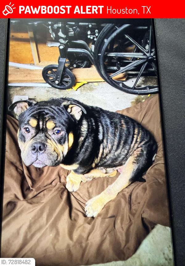 Lost Male Dog last seen Spenwick and ridgeview dr, Houston, TX 77055