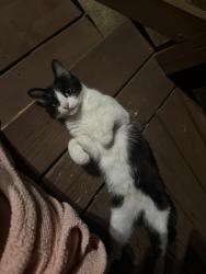 Found/Stray Female Cat last seen flt Sholes Park, Flat Shoals Rd, GA 30349