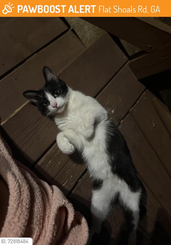 Found/Stray Female Cat last seen flt Sholes Park, Flat Shoals Rd, GA 30349