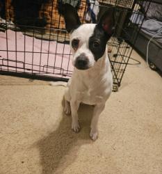 Found/Stray Male Dog last seen In the Westfield neighborhood in Katy , Katy, TX 77449