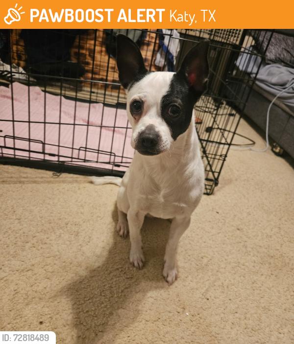 Found/Stray Male Dog last seen In the Westfield neighborhood in Katy , Katy, TX 77449