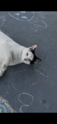 Lost Male Cat last seen Old Airport Road, New Bern, Nc, Usa, New Bern, NC 28562