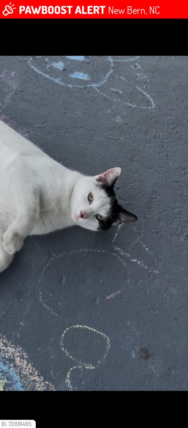 Lost Male Cat last seen Old Airport Road, New Bern, Nc, Usa, New Bern, NC 28562