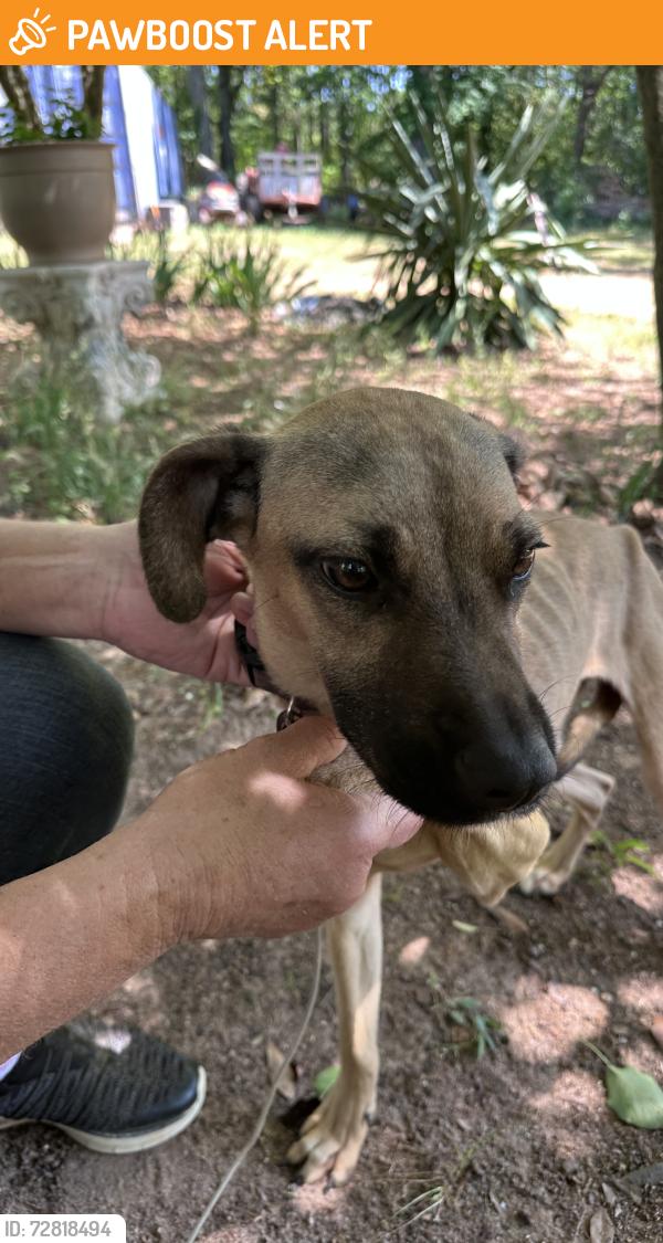 Found/Stray Female Dog last seen Elrod Road, Anderson County, SC 29624