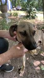 Found/Stray Female Dog last seen Elrod Road, Anderson County, SC 29624