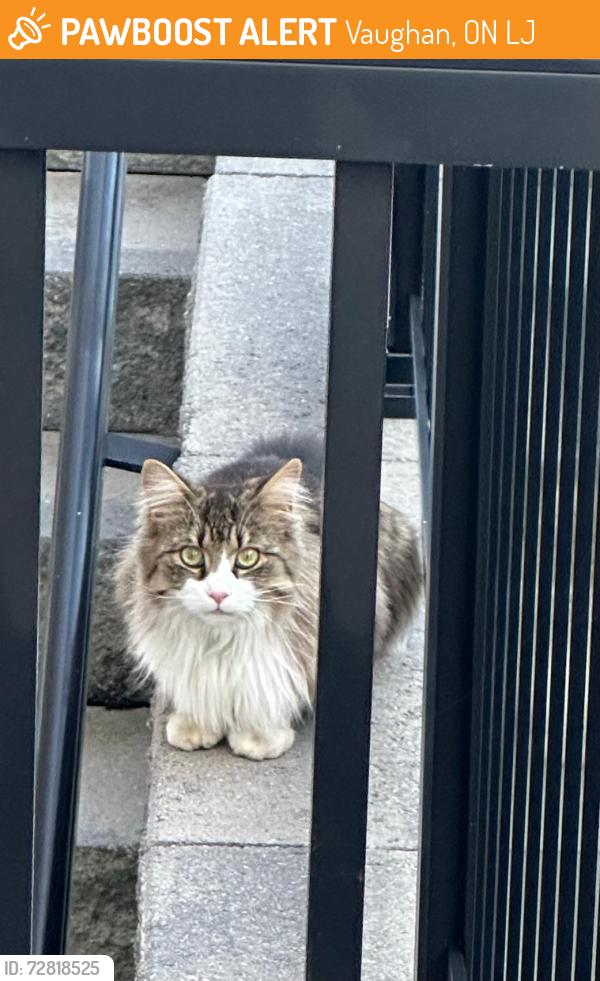 Found/Stray Unknown Cat last seen Pierre Berton Blvd, Vaughan, ON L0J