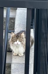 Found/Stray Unknown Cat last seen Pierre Berton Blvd, Vaughan, ON L0J