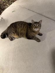 Found/Stray Unknown Cat last seen Headwater Drive. Summerville SC, Summerville, SC 29483