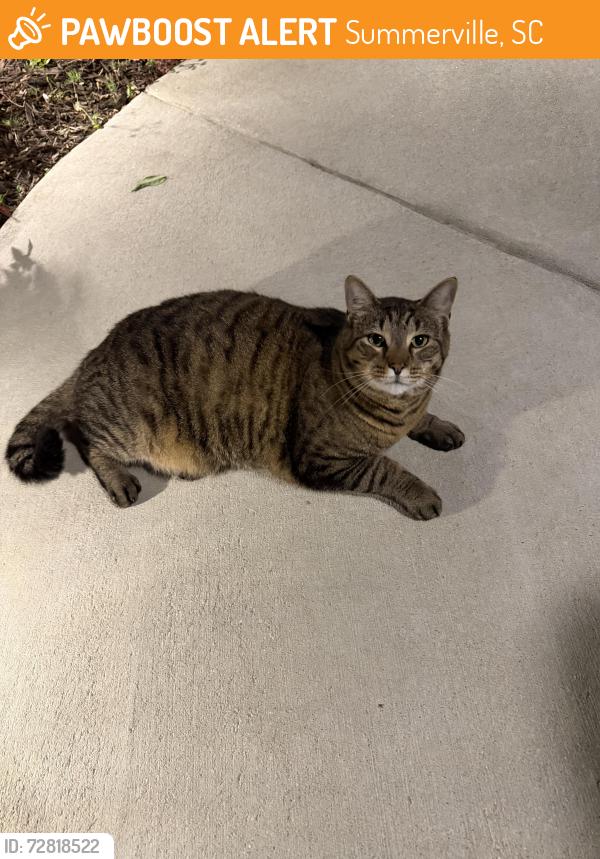 Found/Stray Unknown Cat last seen Headwater Drive. Summerville SC, Summerville, SC 29483
