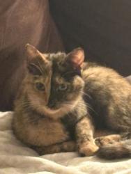 Found/Stray Unknown Cat last seen NW 35th Street, Oklahoma City, OK 73122